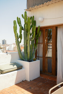 Rooftop with cactus and wooden window