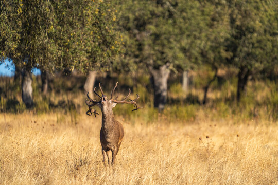 Red Deer Stag Bellowing  
