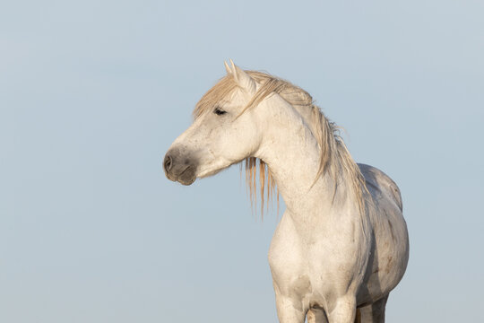White Horse Portrait in Profile