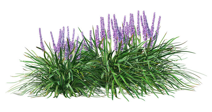 Shrubs and flower on a transparent background png