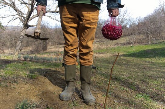 Planting red onions