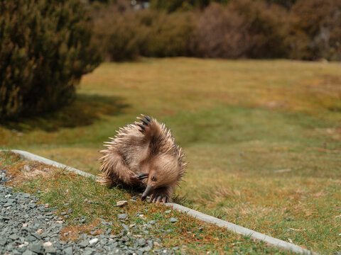 Echidna on a grassy field 