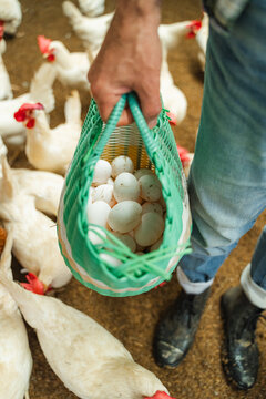 Hand collecting fresh eggs in a poultry farm