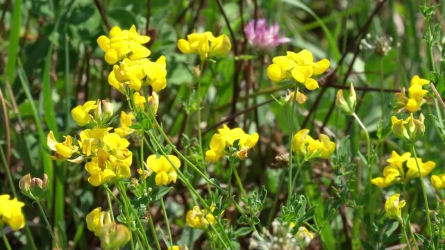 Yellow birdsfoot trefoil flowers blooming footage