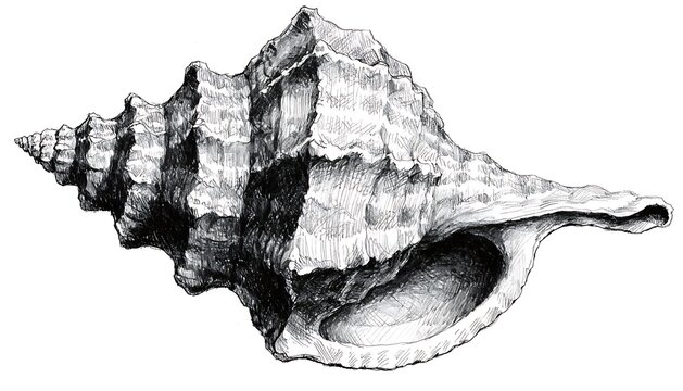 Detailed illustration of an ancient sea snail shell