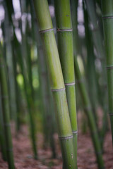 Obraz premium The Stem Details of Chinese Bamboo