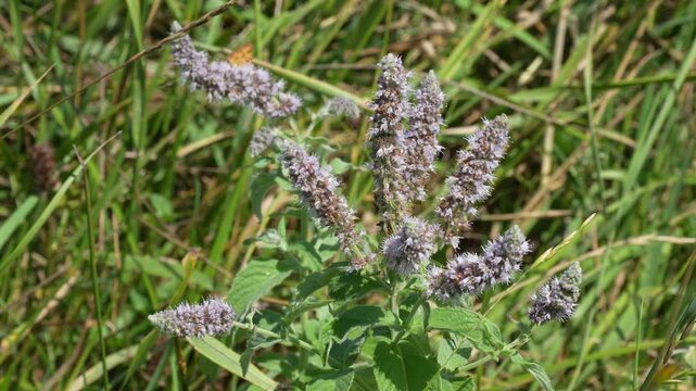 Wild mint plant in summer footage
