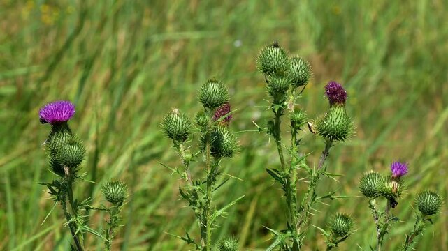 Wild thistles in green field footage