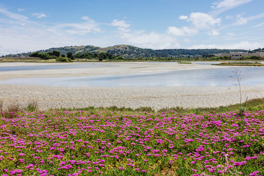 Pink Wildflowers Beside Coastal Wetland