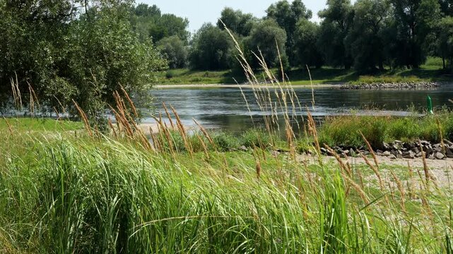 Danube river bank with reeds footage