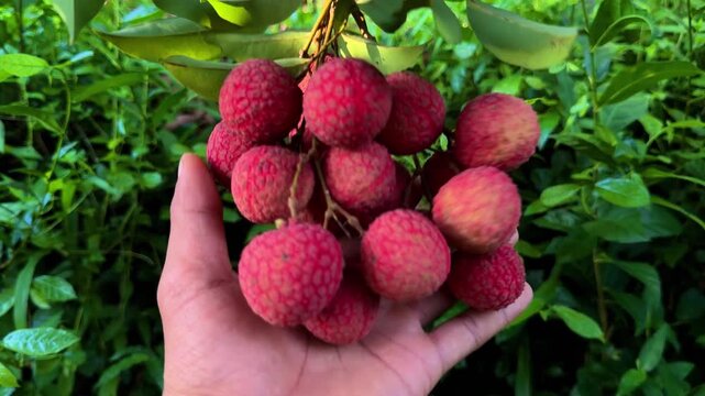 Close up of a farmer's hand holding fresh ripe lychees in the orchard.