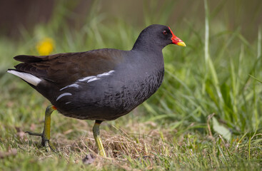 Fototapeta premium The common moorhen - adult bird in spring