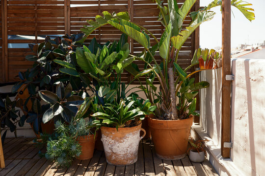 Some plants in an attic
