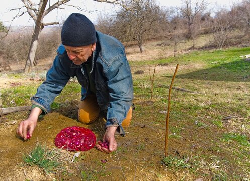 Planting red onions