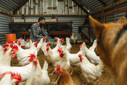 Farmer attending to chickens in sustainable poultry coop