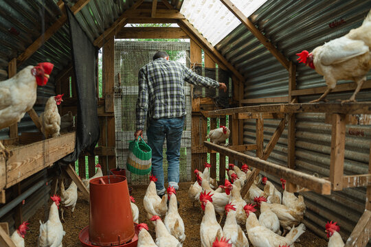Farmer feeding white chickens in poultry farm