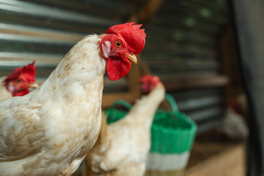 White rooster standing in coop with other poultry