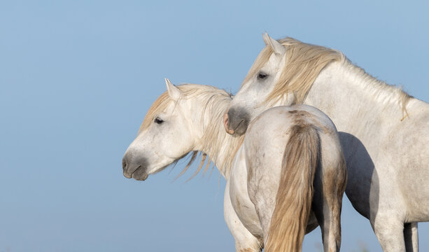 Two White Horses Together