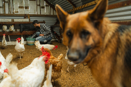 Worker feeding chickens with loyal guard dog at farm