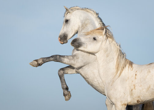 Two Stallions Rearing Up
