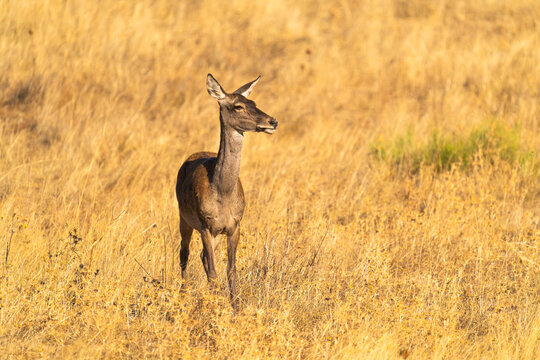 Cute Fawn In A Pasture  