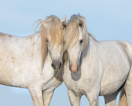 Two Horses Nuzzling