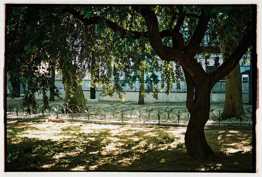 Shaded Park Tree with Sunlit Hanging Branches
