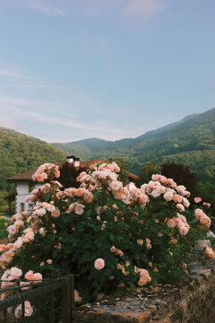Roses blooming in a garden with mountains in the background