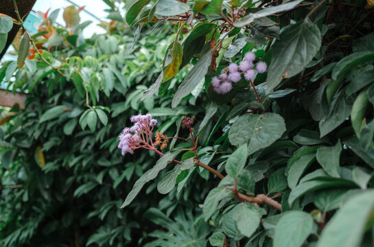 pink flowers in a greenhouse