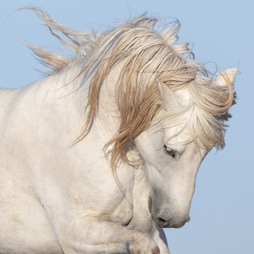 White Stallion with Wild Mane