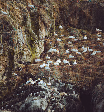 A colony of Gannets
