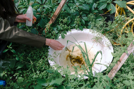 Woman&rsquo;s hands reaching for a small lizard in a water basin in a garden