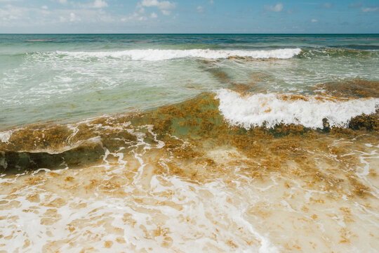 Sargassum Seaweed Gulf of Mexico