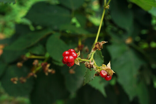 Raspberry on the branch