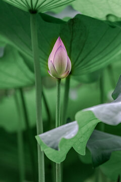 Tender lotus bud among foliage