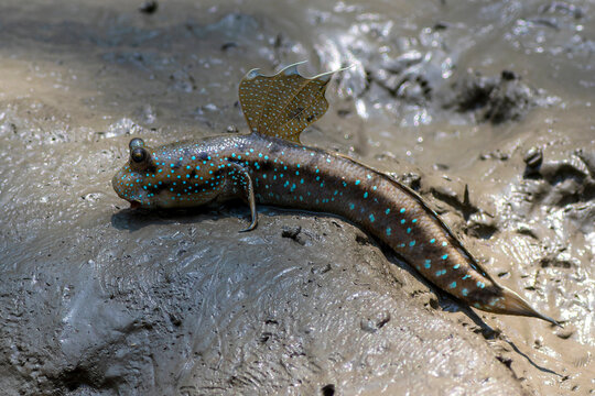 Blue-spotted Mudskippers
