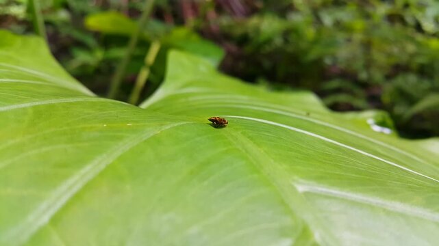 Liorhina insect on acacia leaves. Close up macro shot of a Liorhina insect resting on vibrant green acacia leaves in its natural forest habitat. True Spittlebugs, Aphrophoridae, Cercopidae, froghopper
