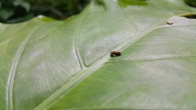 True Spittlebug Insect on Green Leaf. Close-up macro footage of a True Spittlebug insect resting on a vibrant green leaf in its natural habitat.