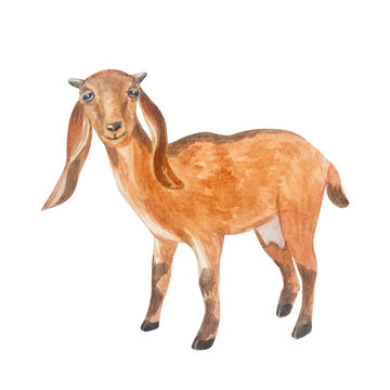 Watercolor rustic brown nubian goat standing. Isolated hand drawn domestic milch farm animal illustration element for cottagecore country design. Realistic detailed rural livestock drawing