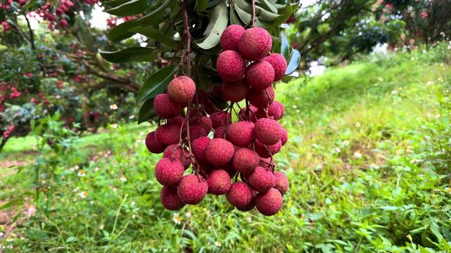 Close up shot of ripe red litchi bunch swaying on a tree during harvest season.