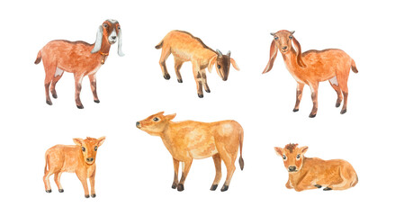 Obraz premium Watercolor farm livestock clip art set with cute nubian goats, brown jersey cow and little calves. Isolated element hand drawn illustration for rustic country cottagecore design