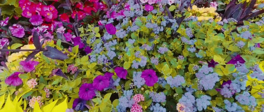 Colorful Summer Flowers in Bloom