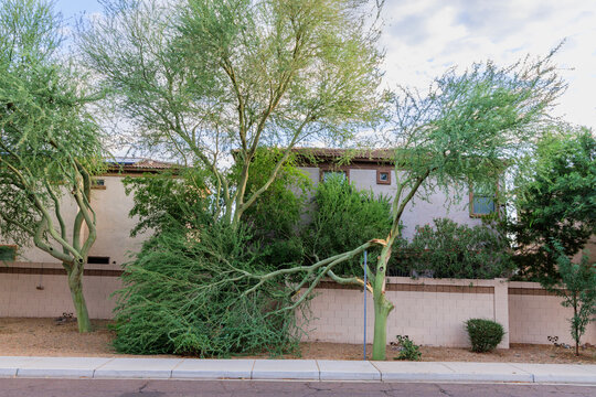 
Broken Palo Verde tree with fresh storm damage beside a block fence wall in Phoenix Arizona during an overcast early morning