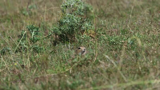 European ground squirrel populating from its burrow and looking around cautiously, concept of alertness and safety