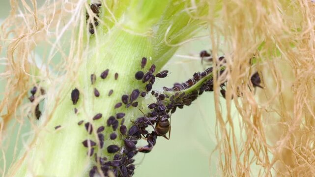 Macro video of ants farming aphid colony and milking honeydew on a plant stem, symbiosis concept