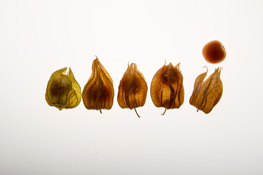 Horizontal sequence of golden berries physalis showing paper husks and a peeled fruit on a white background