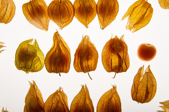 Top view background pattern of golden berries physalis with translucent paper husks on a bright light