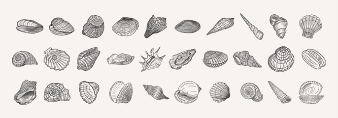 Collection of hand-drawn line art illustrations in sketch style of various seashells for marine, summer, vacation, relax, ocean topics © Liia Lonn