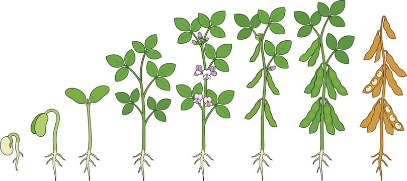 Soybean Plant Life Cycle Vector Set with Soybean Seed Germination Sprout Flowering Pod Maturation Stages Infographic and Agricultural Soy Crop Cultivation Elements
