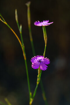 Pink dianthus flower on dark background